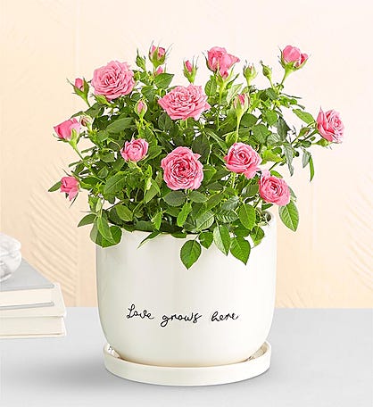 Love Grows Here Pink Rose Plant